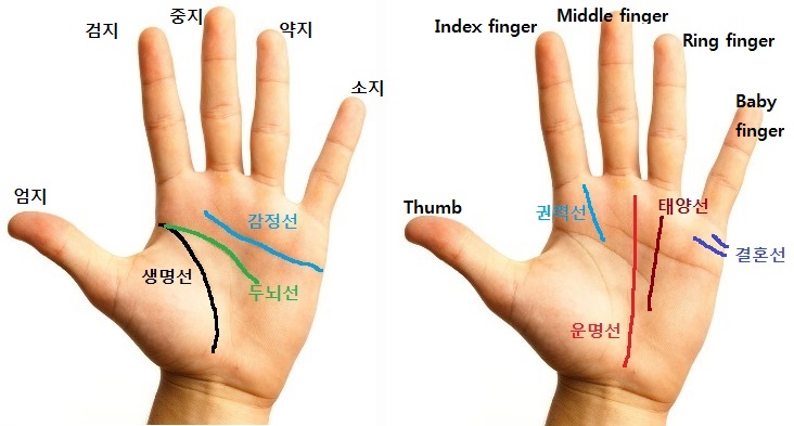 손금과 약지손가락 : 네이버 블로그