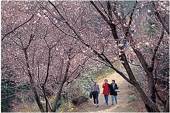 죽림가 이미지