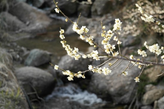 (주)생명나무 이미지