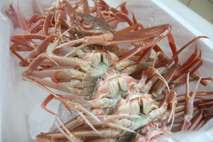 영덕대게 이미지