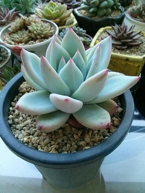 진동다육 이미지
