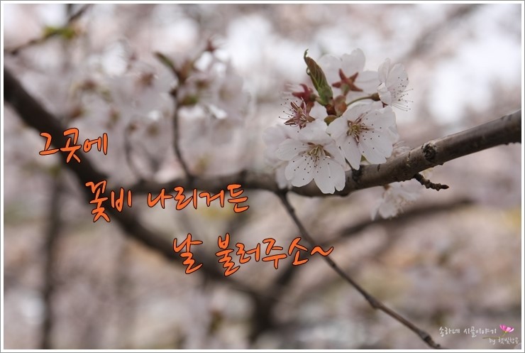 꽃비나리 이미지