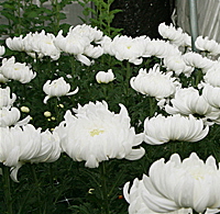 백마축산 이미지
