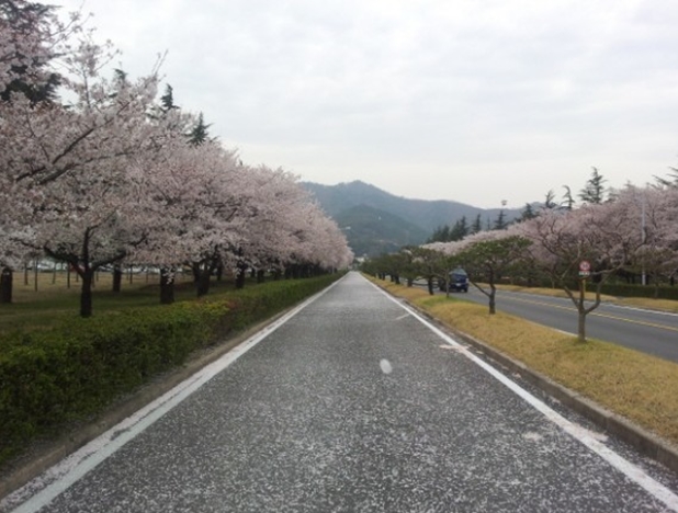풍산주 이미지