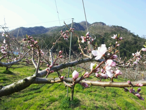 화림농원 이미지