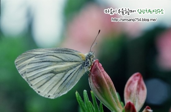 심상치료본원센터 이미지