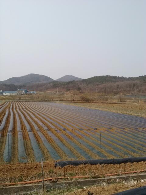 교동정다운농장 이미지