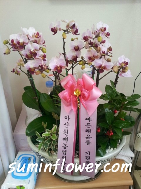 성애플라워 이미지