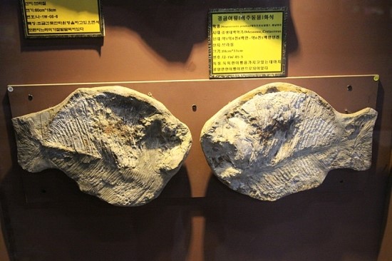 제주화석박물관 이미지