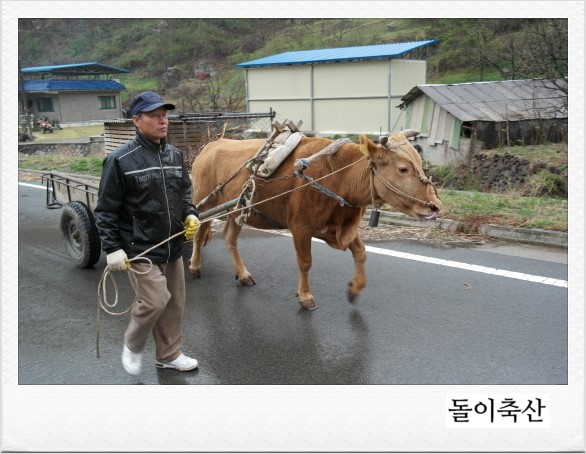 소달구지 이미지