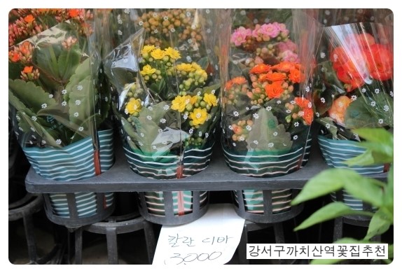 강서꽃농원 이미지