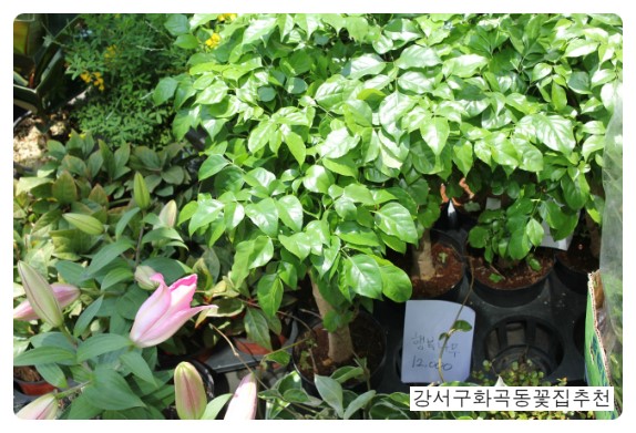 강서꽃농원 이미지