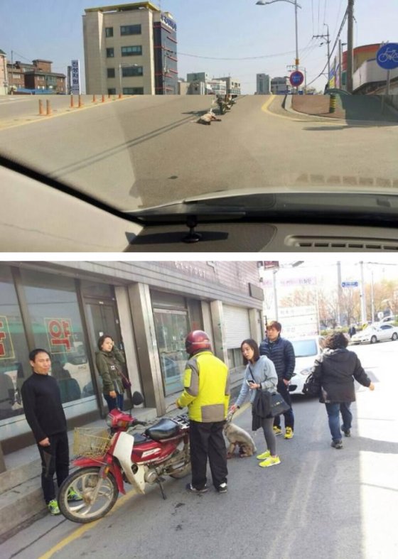 입어줄개 이미지