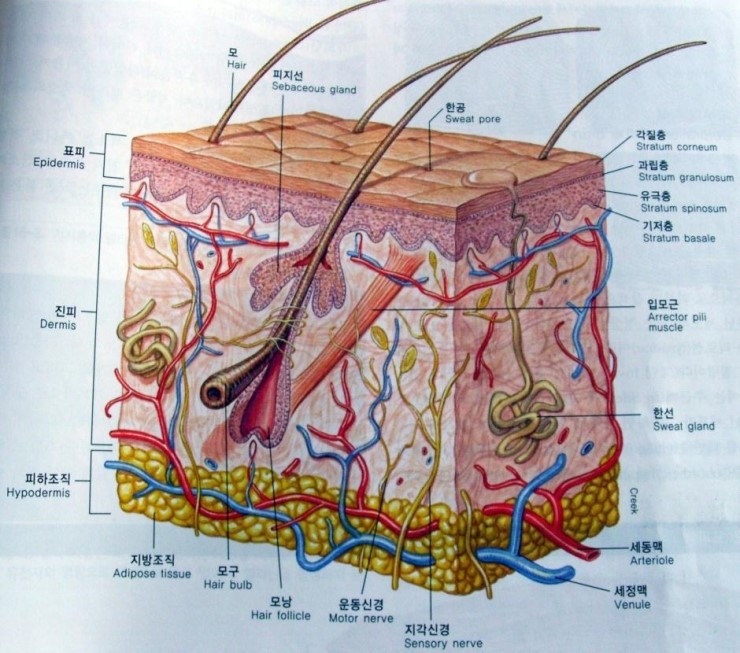 피부의 구조 및 기초 이론 정리 : 네이버 블로그