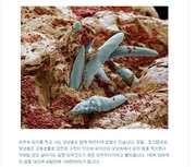 금단비가 이미지