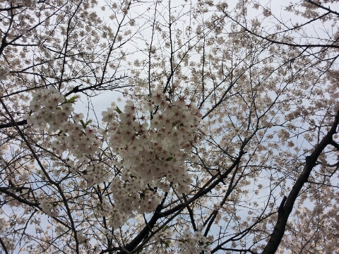 더셀트리스파 이미지