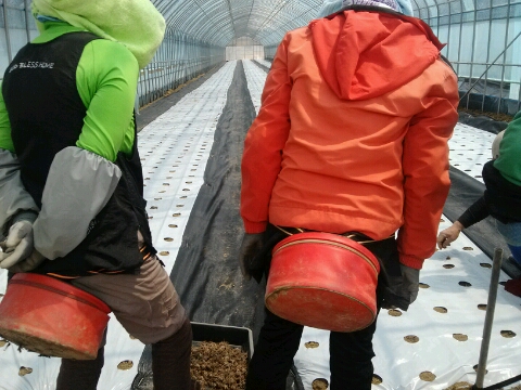 강원도와송 이미지