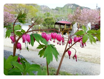철쭉민박 이미지