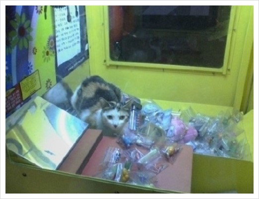 인형뽑기# 이미지