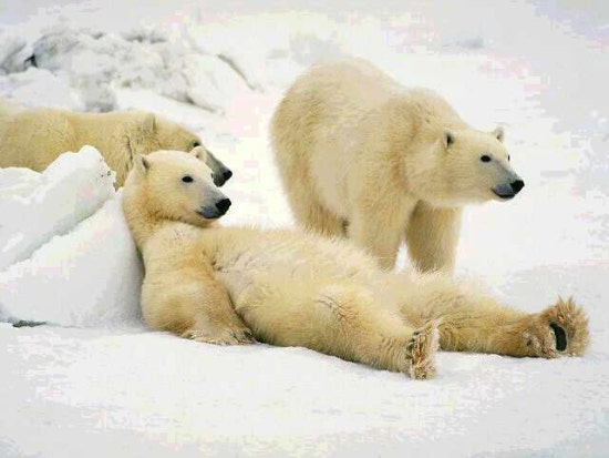 폴라베어(Polarbear) 이미지