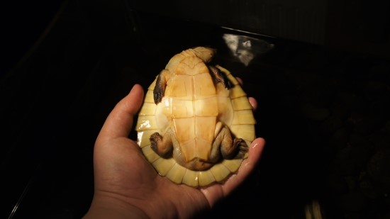 키맘 이미지