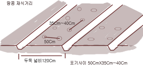 용성땅콩 이미지
