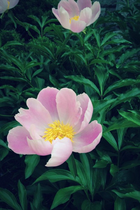프로젝트송송 이미지