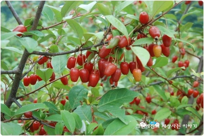공룡나라 친환경 보리수농장 이미지