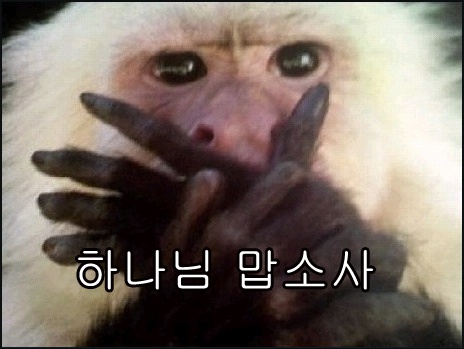 신마포네 이미지