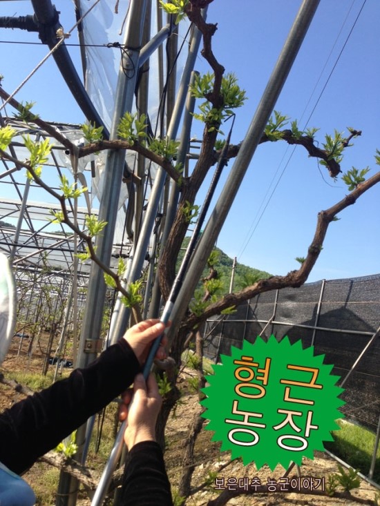 형근농원 이미지