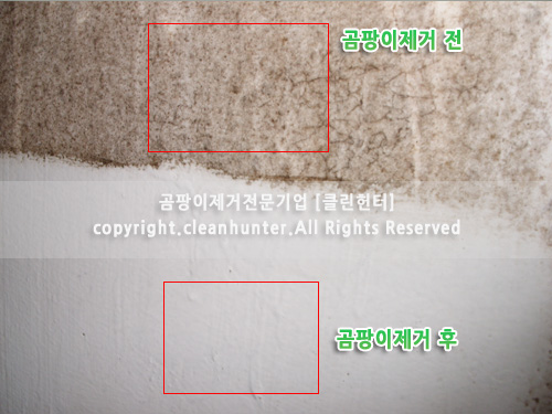 곰팡이헌터 이미지