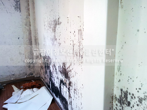 곰팡이헌터 이미지