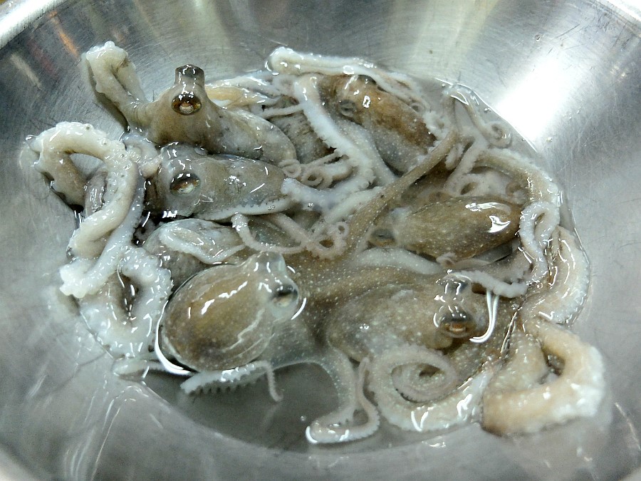 동왕산낙지 이미지