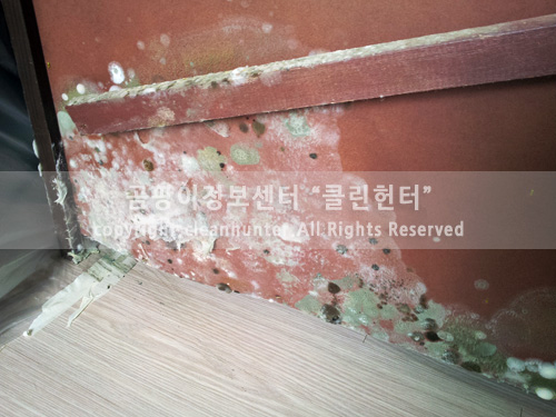 곰팡이헌터 이미지