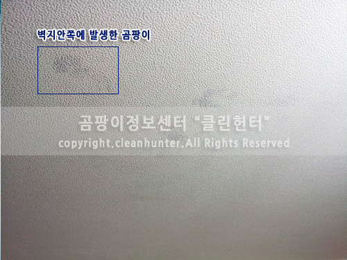 곰팡이헌터 이미지