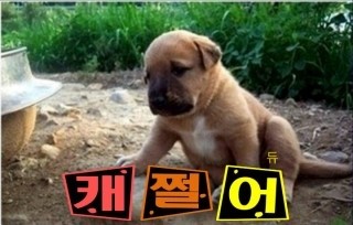 호호포차 이미지