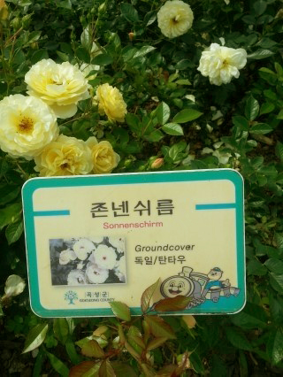 꽃해랑 이미지
