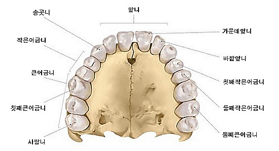올림픽치과의원 이미지