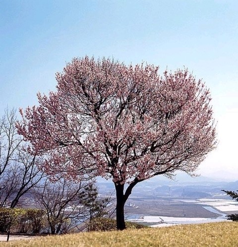 살구나무집 이미지