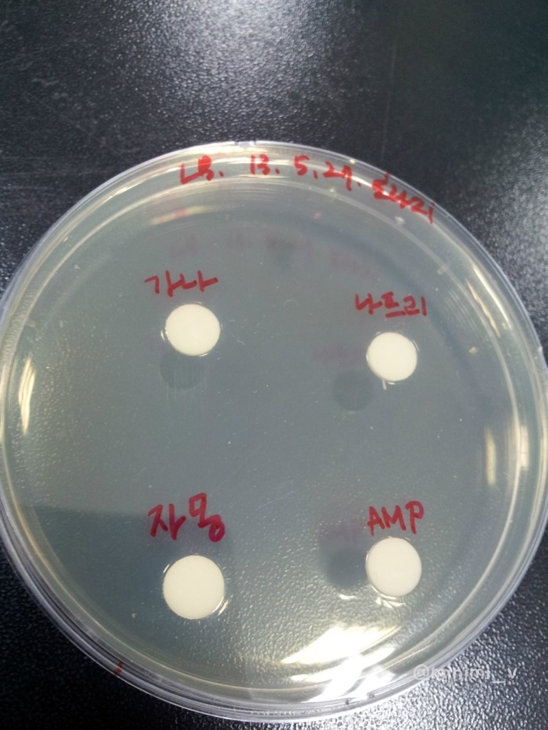 항균력 실험 (Disc diffusion method) 네이버 블로그