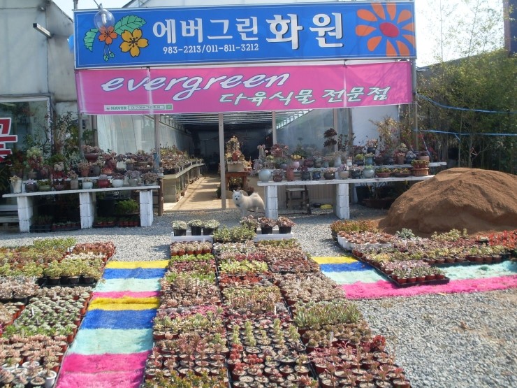 에버그린화원 이미지