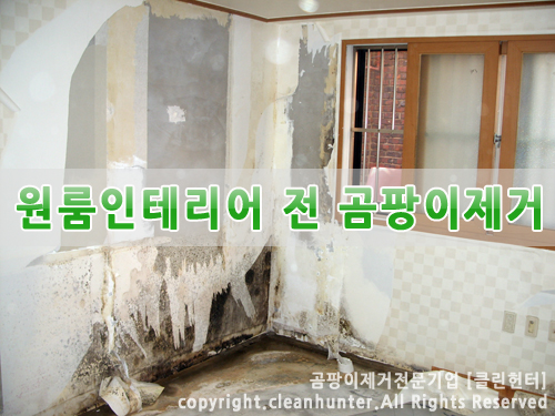 곰팡이헌터 이미지
