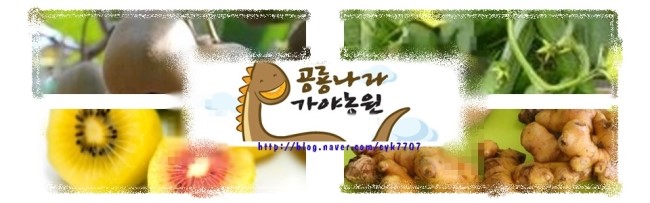 홍고추나라 이미지