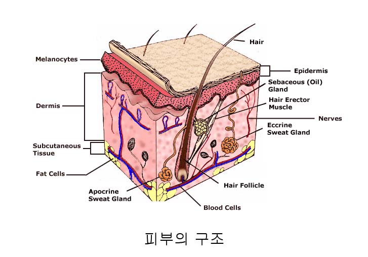 경희피레토한의원 이미지