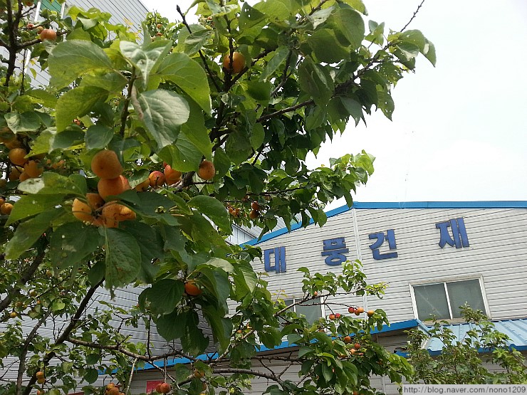 대풍건재 이미지