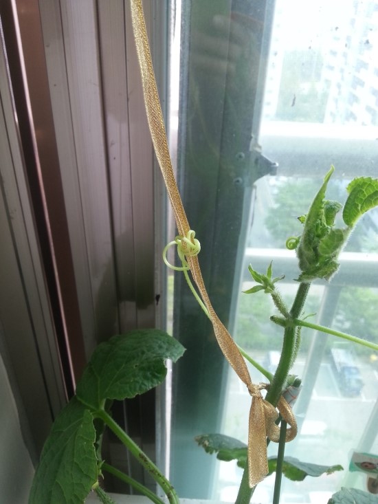 유자사랑농원 이미지