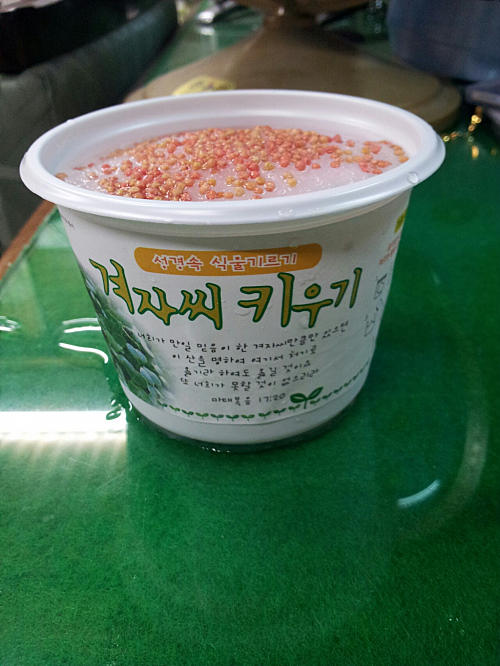 겨자씨, MUSTARD, 겨자나무, 겨자소스, 갓, 유채, 배추 : 네이버 블로그