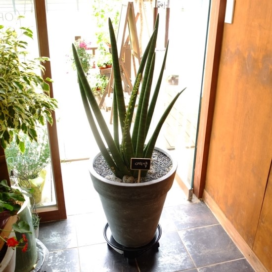 삼부꽃집 이미지