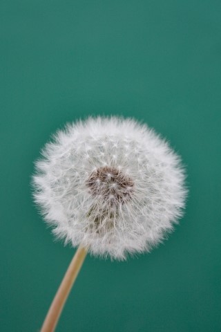 지리산사람들(지리산민들레) 이미지
