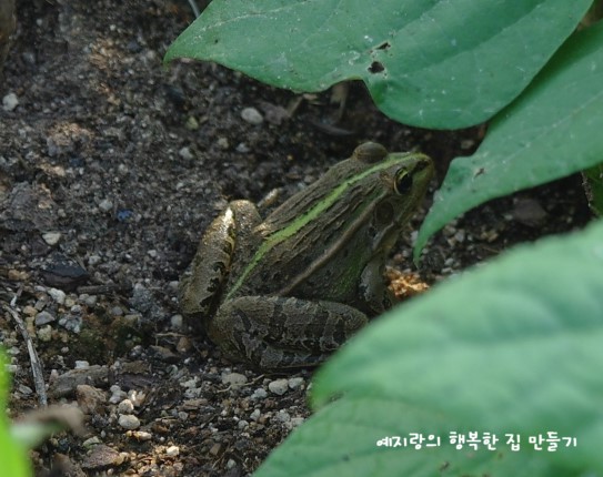 예지푸드 이미지